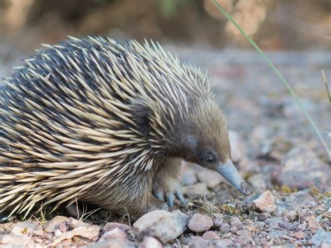 Nine of the Weirdest Penises in the Animal Kingdom